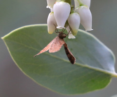 Epirrhoe plebeculata