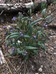 Phacelia quickii