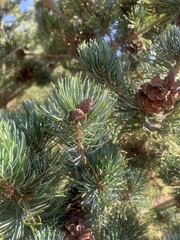 Pinus parviflora