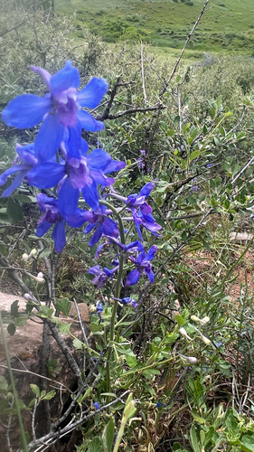 Plains Larkspur (Delphinium geyeri)