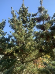Pinus parviflora