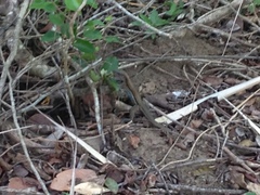 Aspidoscelis guttatus