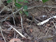 Aspidoscelis guttatus