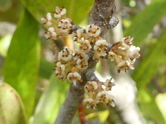 Myrsine salicina