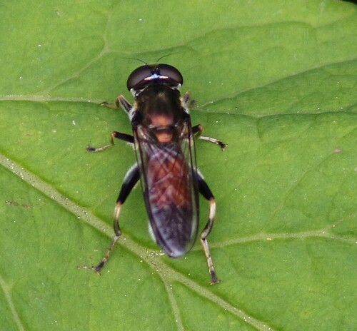 Orange-belted Leafwalker photo 6