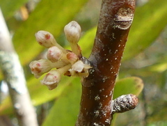 Myrsine salicina