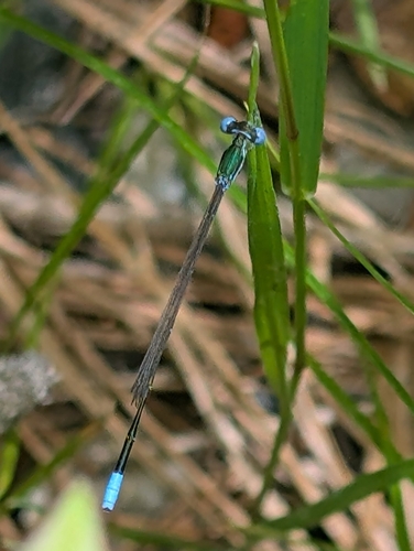 Sphagnum Sprite photo 3