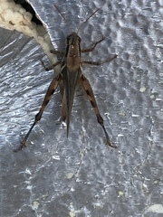 Melanoplus glaucipes