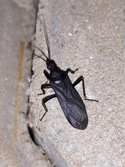 Melanolestes