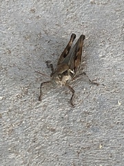 Melanoplus glaucipes