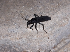 Melanolestes