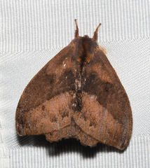 Hylesia aeneides
