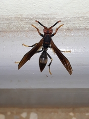 Polistes ferreri