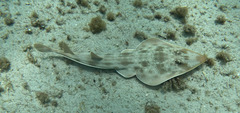 Atlantic Guitarfish photo 2