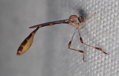 Leptopteromyia americana
