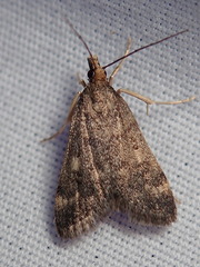 Loxostegopsis xanthocrypta
