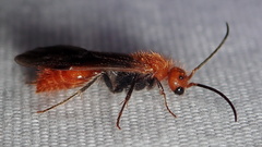 Sphaeropthalma unicolor