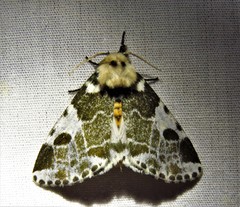 Sciatta inconcisa