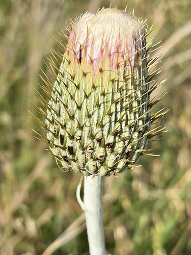 wavyleaf thistle