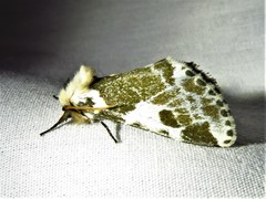 Sciatta inconcisa