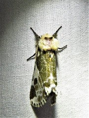 Sciatta inconcisa