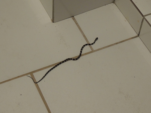 Duméril's False Coral Snake, Oxyrhopus clathratus