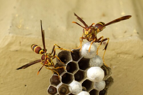 Guinea Paper Wasp, photo 2 of 10