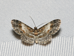 Physocleora
