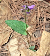 Viola sagittata