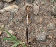 Phanogomphus lividus