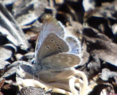 Icaricia icarioides parapheres