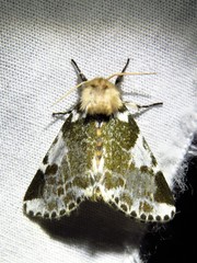 Sciatta inconcisa