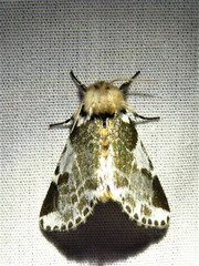 Sciatta inconcisa