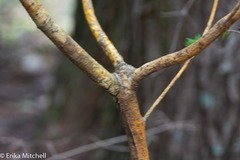 Aurantioporthe corni