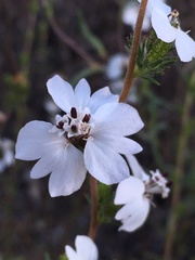 Calycadenia