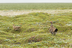 Lagopus muta ridgwayi