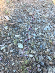 Streptanthus polygaloides