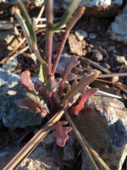 Streptanthus polygaloides