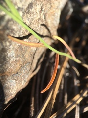 Streptanthus polygaloides
