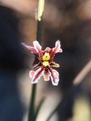 Streptanthus polygaloides