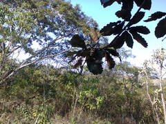 Quercus peduncularis