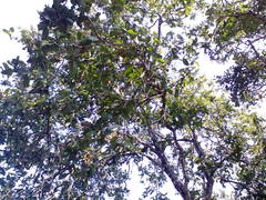 Quercus peduncularis