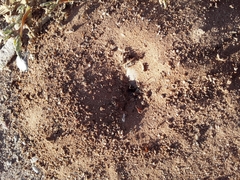 Pogonomyrmex rugosus