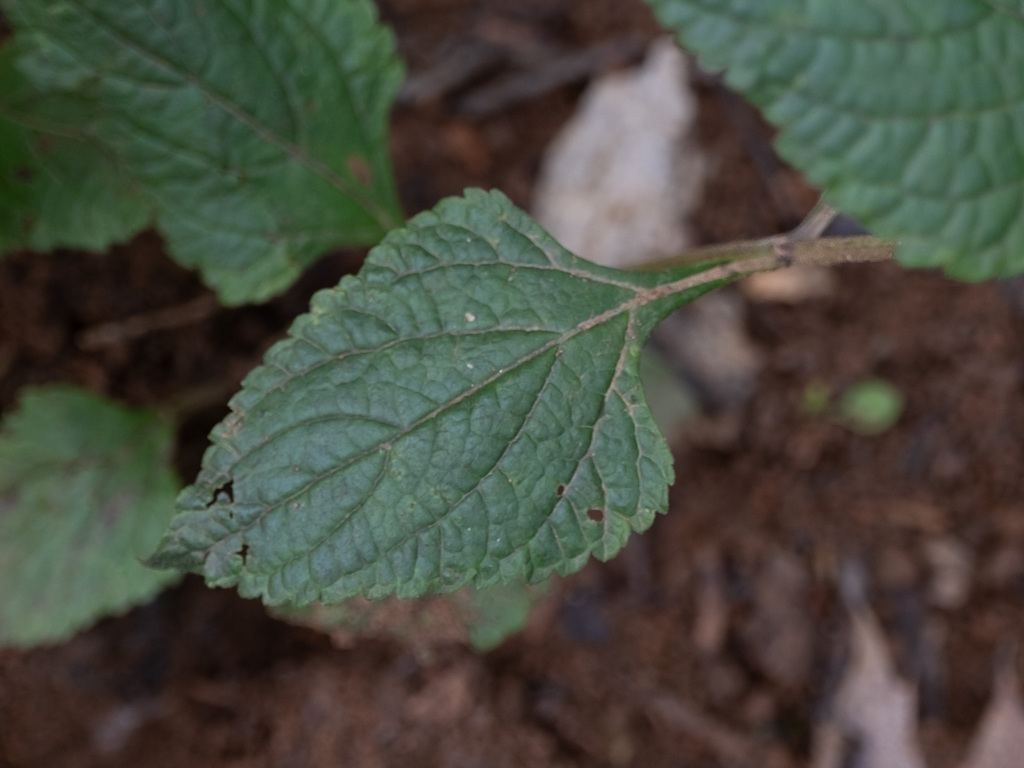 Salvia urticifolia; photograph (c) Alex Abair, some rights reserved (CC BY)