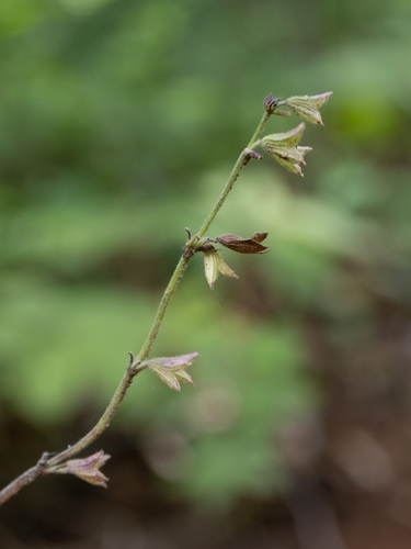 Nettleleaf Sage (Salvia urticifolia)