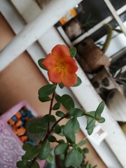 Magnoliopsida