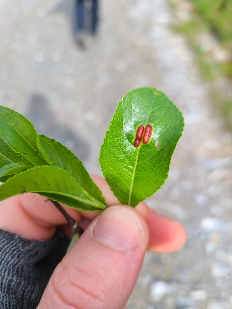 Euura nigricantis