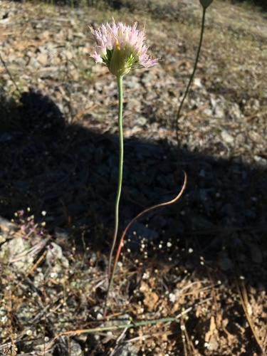 Image of Allium sanbornii by (c) Matt Berger, some rights reserved (CC BY)
