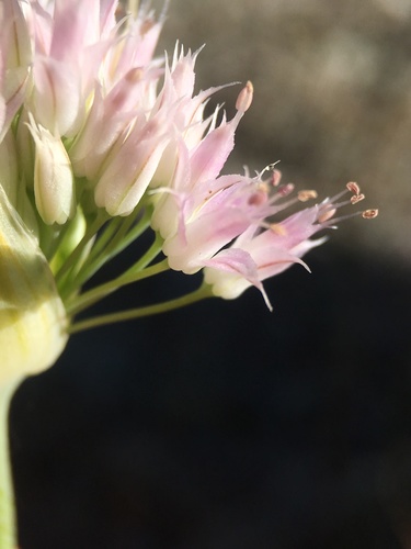 Image of Allium sanbornii by (c) Matt Berger, some rights reserved (CC BY)