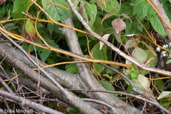 Aurantioporthe corni